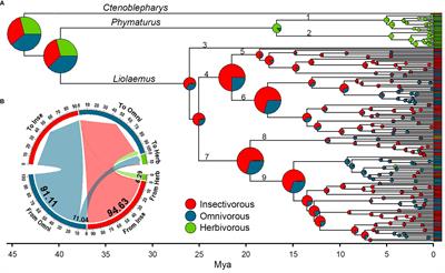 Patterns of morphological diversification are influenced by dietary evolution in a highly species-rich lizard radiation